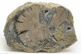 Wide, Petrified Wood (Schinoxylon) Limb - Blue Forest, Wyoming #222175-1